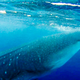 Illustration for article titled I Rode A 20,000lbs Whale Shark